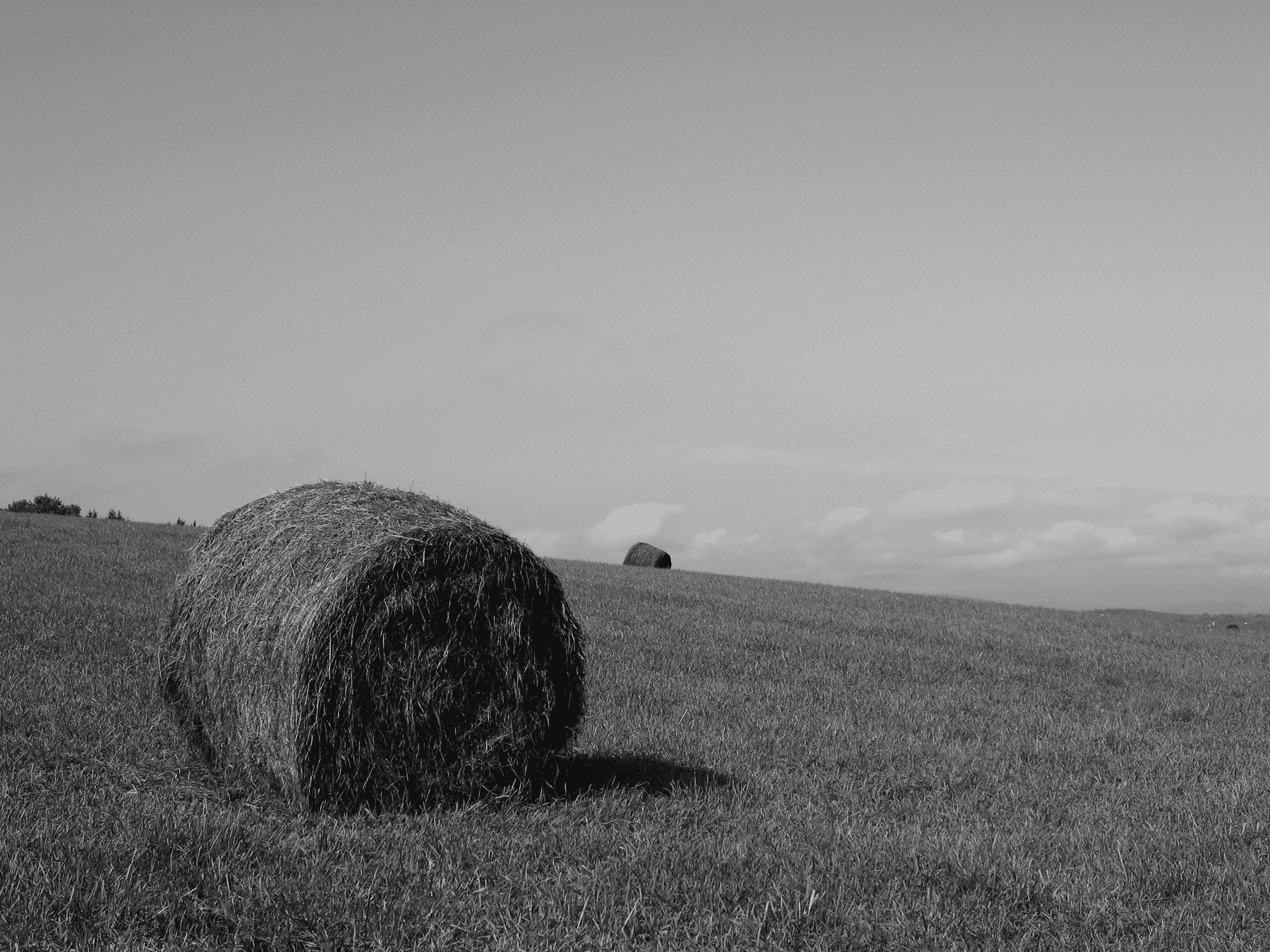hay